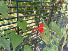 Ipomoea hederifolia