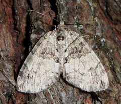 Hydriomena transfigurata