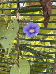 Ipomoea parasitica