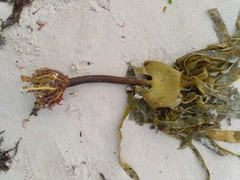 Laminaria ochroleuca