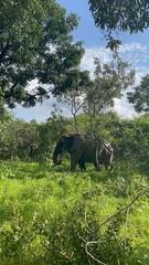 Loxodonta cyclotis
