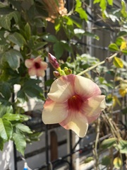 Allamanda