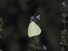 Catopsilia florella
