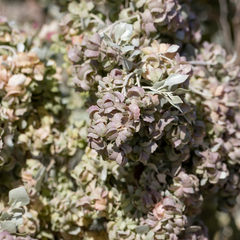 Atriplex nummularia spathulata