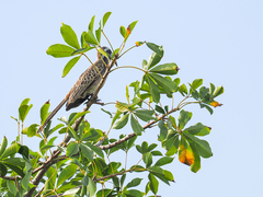 Lophoceros nasutus