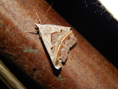 Acantholipes trimeni