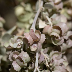 Atriplex nummularia spathulata