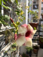 Allamanda