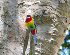 Platycercus eximius eximius