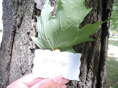 Acer leucoderme