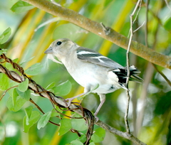 Fringilla coelebs gengleri