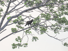 Lophaetus occipitalis