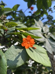 Cordia dodecandra