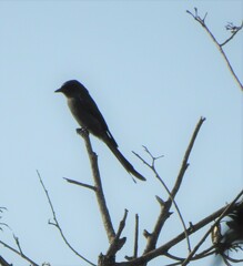 Dicrurus leucophaeus