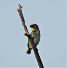 Psilopogon haemacephalus