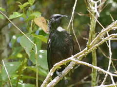Prosthemadera novaeseelandiae novaeseelandiae
