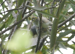 Zosterops lateralis lateralis