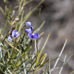 Comesperma volubile