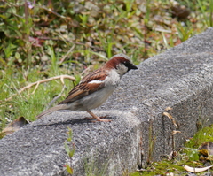 Passer domesticus domesticus