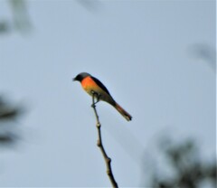 Pericrocotus cinnamomeus