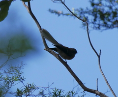 Rhipidura fuliginosa placabilis