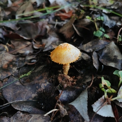 Cystoderma amianthinum