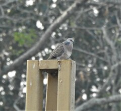 Streptopelia chinensis