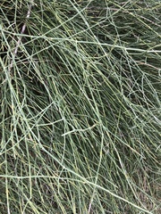 Ephedra