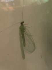 Chrysoperla rufilabris