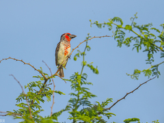 Lybius vieilloti