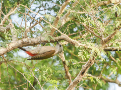 Chloropicus goertae