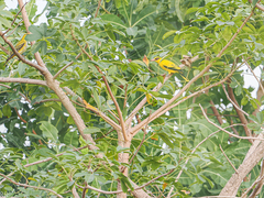 Oriolus auratus