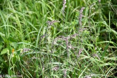 Lythrum salicaria