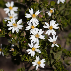 Olearia muelleri