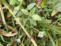 Stellaria vestita