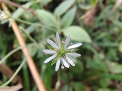 Stellaria vestita