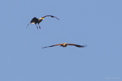 Busarellus nigricollis