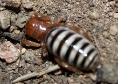 Ammopelmatus