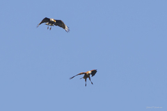 Busarellus nigricollis