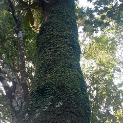 Bulbophyllum pygmaeum