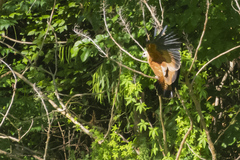 Busarellus nigricollis