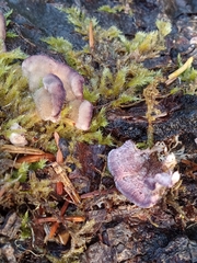 Trichaptum fuscoviolaceum