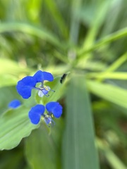Commelina