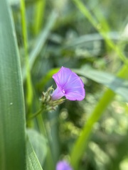 Ipomoea triloba