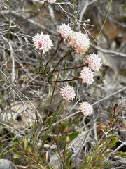 Pimelea ferruginea