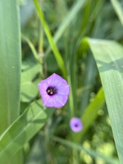 Ipomoea triloba