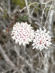 Pimelea ferruginea