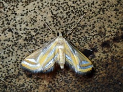 Eoophyla