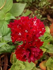 Dianthus caryophyllus