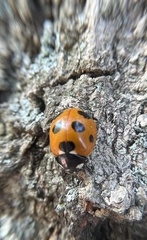 Coccinella septempunctata
